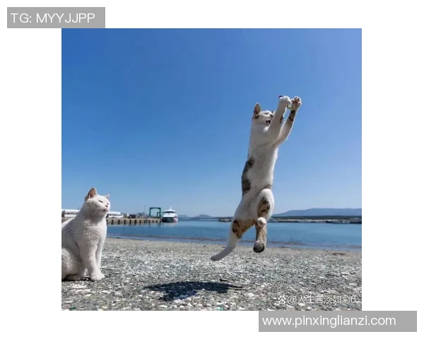 猫咪的优雅与灵动竟然与足球明星有着惊人的相似之处